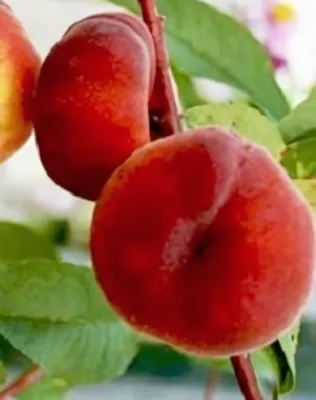 Sandwich Gelb őszibarackfa