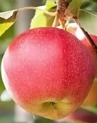 Summerred almafa konténerben (cserépben)