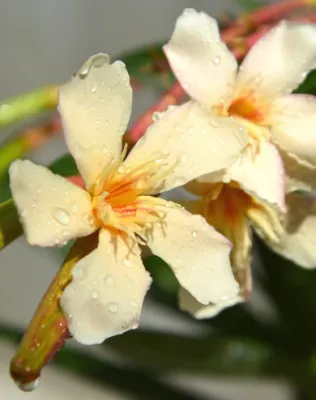 Mézeske krémsárga színű szimpla virágú leander