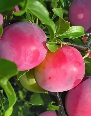 Sangue di Drago japán szilva