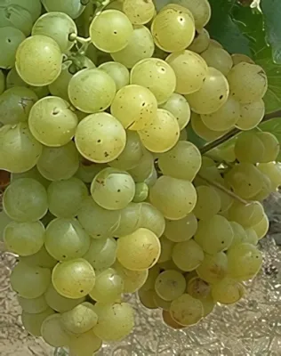 Csabagyöngye szőlőoltvány konténerben (cserépben)