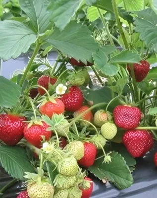 Honeoye szamócapalánta, cserépben (1db)