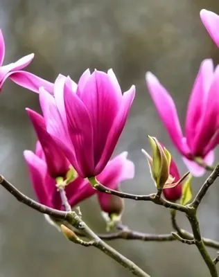 Susan magnólia, liliomfa konténerben (cserépben) - rózsaszín-lila