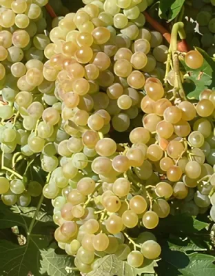 Pölöskei muskotály szőlőoltvány "R" konténerben (cserépben)