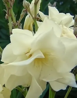 Oasis sárga színű, dupla virágú leander