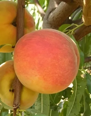 Cresthaven őszibarackfa