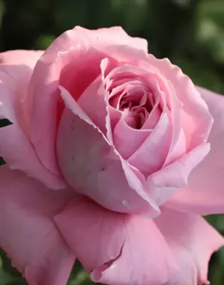 Coral Dawn kúszó rózsa konténerben (cserépben)- rózsaszín