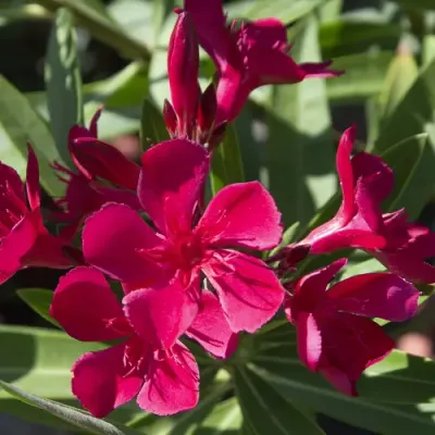 Leander 'Császár' - szimpla virágú magenta színű
