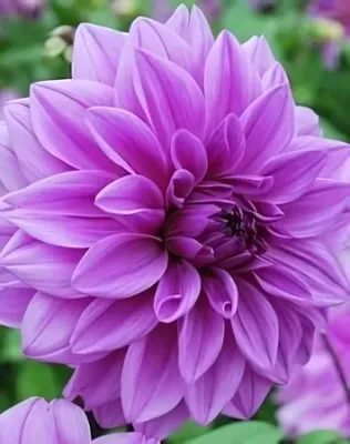 Lilac Time óriás virágú dekoratív dália gumó 1db