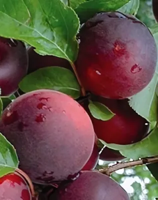 Aprikyra kajszicseresznyefa