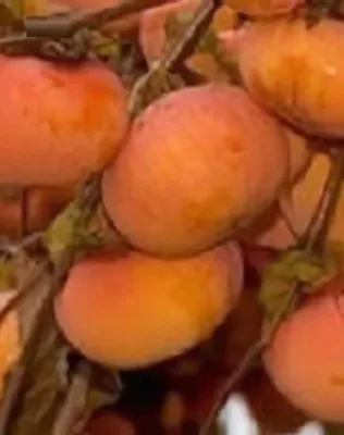 Sharon datolyaszilvafa (kakiszilvafa) konténerben (cserépben)