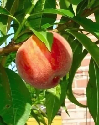 Springcrest őszibarackfa