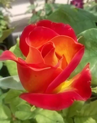 Rumba magastörzsű rózsa konténerben (cserépben) - sárga piros sziromszél