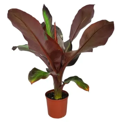 Vörös levelű banán - Musa ensette 'Maurelii'