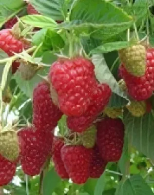 Tulameen málnabokor