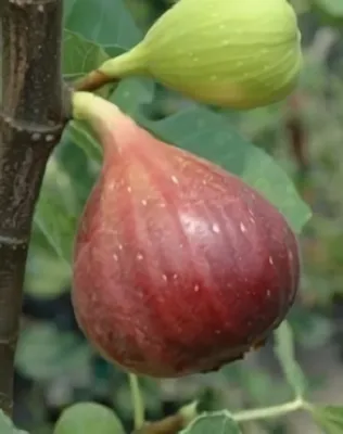 Babits fügebokor konténerben (cserépben)