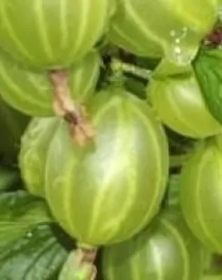 Rodnik R bokor köszméte, tüskétlen