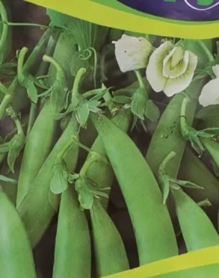 Oszkár - korai velőborsó vetőmag Oszkár - korai velőborsó vetőmag