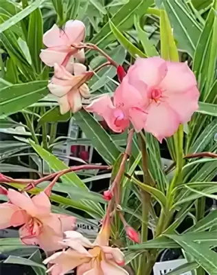 Mrs Roeding' narancsos rózsaszín színű, dupla virágú leander