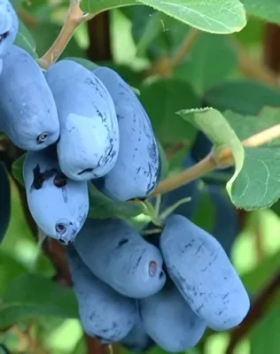 Zojka kamcsatkai mézbogyó bokor konténerben (cserépben)