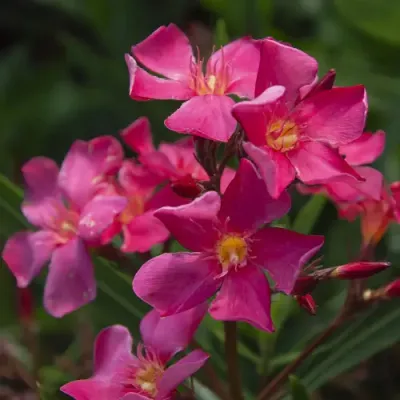 Leander Magic - pink színű, szimpla virágú