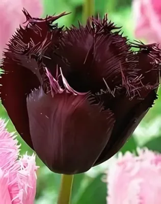 Gorilla tulipán hagyma (6 db/csomag)