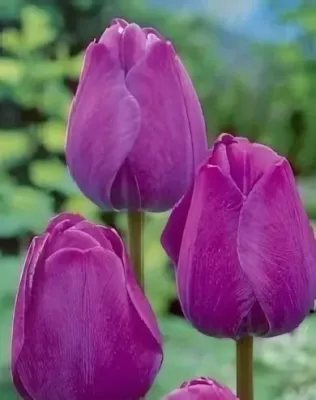 Attila tulipán hagyma (6 db/csomag)