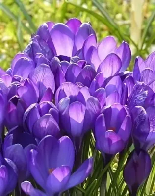 Flower Record krókusz hagyma (8 db/csomag)