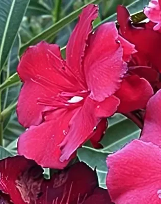 Rubis leánder, sötét bordó, telt