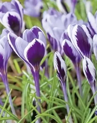 Prince Claus krókusz hagyma (10 db/csomag)