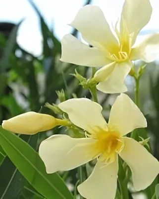 Maria Gambetta sárga színű, szimpla virágú leander