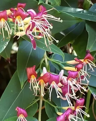 Borostáslevelű futólonc - narancssárgás rézvörös