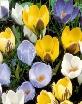 Botanikai krókusz 100 db-os mix hagyma