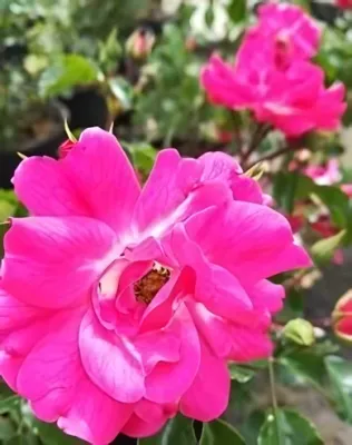 The Fairy Rood talajtakaró rózsa konténerben (cserépben) - ciklámen