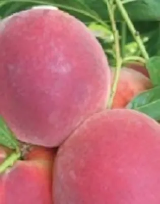 Symphonie őszibarackfa