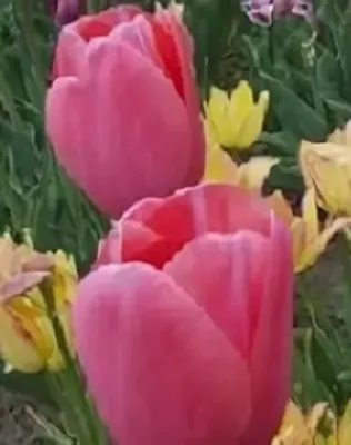 Menton tulipán hagyma (7 db/csomag)