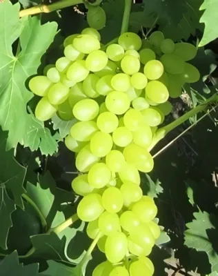 Sába királynője szőlőoltvány (magnélküli)