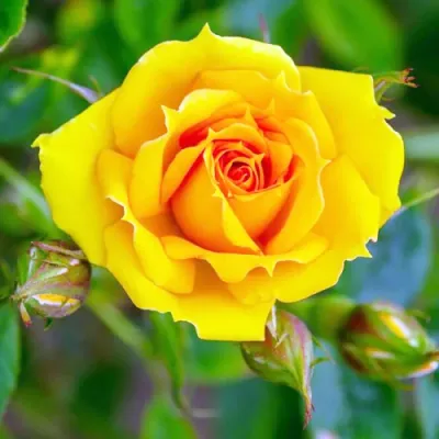 Rosa ‘Kerio’ - teahibrid rózsa citromsárga