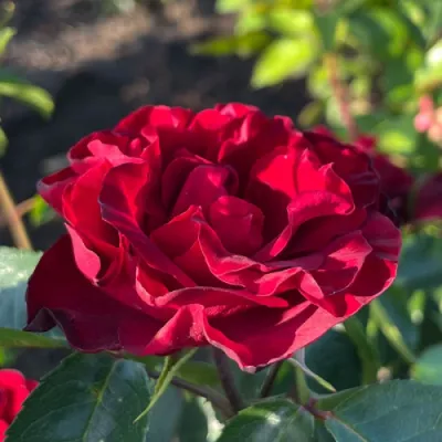 Rosa 'Inge Klager' - Floribunda rózsa sötét meggypiros
