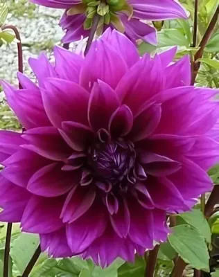 Thomas Edison óriásvirágú dekoratív dália gumó 1db