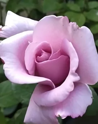 Sissi teahibrid rózsa konténerben (cserépben) - halvány lila