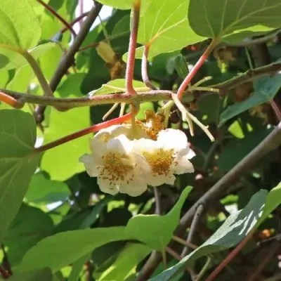 Atlas porzó kiwi bokor konténerben (cserépben)