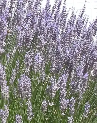 Grappenhall levendula konténerben (cserépben) - ezüstöskék