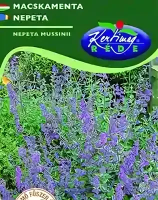 Macskamenta - vetőmag