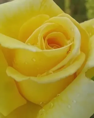 Gold Showers kúszó rózsa konténerben (cserépben) - sárga