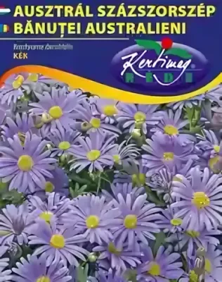 Ausztrál százszorszép - virágmag