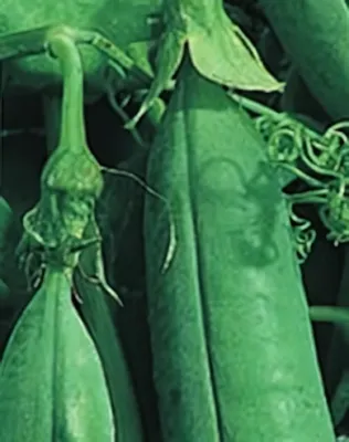 Jof - késői velőborsó vetőmag