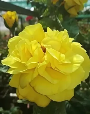 Golden Wedding magastörzsű rózsa konténerben (cserépben) - sárga