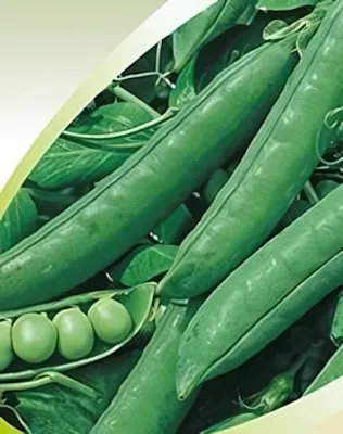 Debreceni korai velőborsó - vetőmag