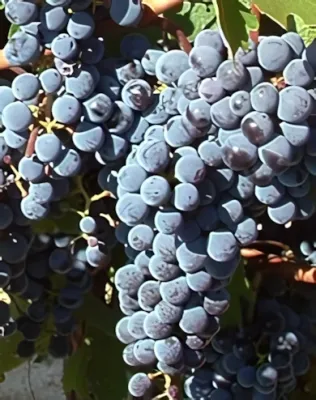 Cabarnet Sauvignon szőlőoltvány konténerben (cserépben)